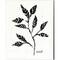 Botanical Sketches V by Anne Tavoletti 16" x 20" Canvas Wall Art